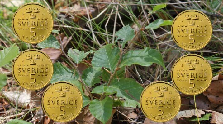 Bidrag för skötsel och anläggning av lövskog Ett aktivt ädellövskogsbruk uppmuntras med bidrag till anläggning och skötsel.
