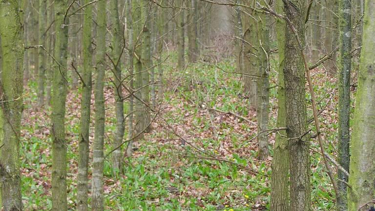 Plantering av ek Eken trivs på bördig mark med djupa jordlager, gärna med inblandning av lera. Före planteringen är det viktigt att markberedning utförs för att skapa bra planteringspunkter.
