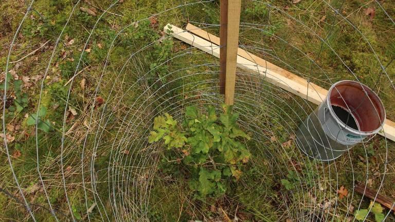 Viltstängsel kring en lövplantering med bok. Notera att även de självföryngrade tallarna växer bra innanför hägnet. Foto Magnus Löf.