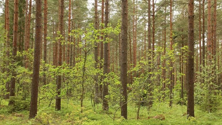 På igenväxningsmarker finns ekarna ofta blandade med andra trädslag. Även om ekarna gynnas genom att aktivt frihugga dem blir resultatet ofta en blandskog.