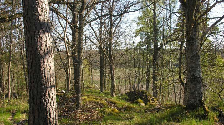 Eken i Sverige Eken är vårt vanligaste ädla lövträd och den växer naturligt upp till ungefär Dalälven. Den mesta eken finns i blandskogar tillsammans med gran, tall och björk.