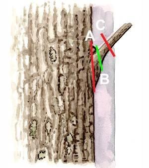 Kvistarna är högst 1,5 cm grova. Träden är klenare än 15 cm i brösthöjd (men eken kan kvistas upp till 18 cm). Kontakta Skogsstyrelsen för att få intyg på stamkvistningen.