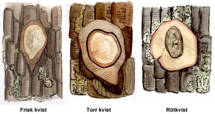 Frisk, torr och rötad kvist. Illustration Rose-Marie Rytter. Barkdragande kvist En barkdragande kvist kan vara såväl frisk som torr eller rötad.
