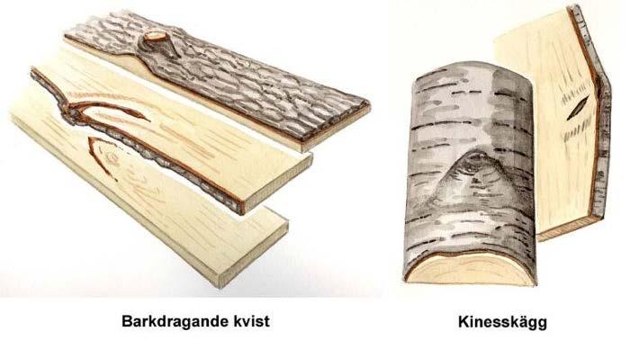 Barkdragande kvist och kinesmustasch. Illustration Rose-Marie Rytter. Kvistbula Kvistbulor är övervallade kvistar.