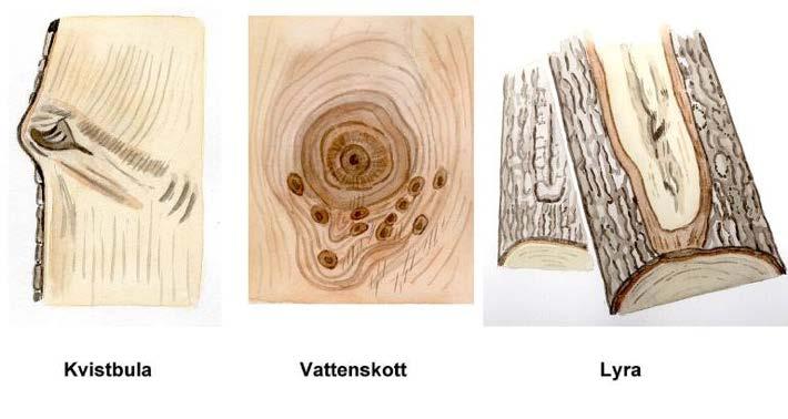 Kvistbula, vattenskott och lyra. Illustration Rose-Marie Rytter.