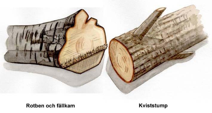 Rotben och kviststump. Illustration Rose-Marie Rytter. Längdfel Fel som beror på att man inte kvistar och kapar till virket på anvisat sätt kallas tillredningsfel.