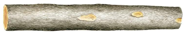 Blockstock. Minsta toppdiameter 30 cm. Friska kvistar upp till 50 mm i obegränsat antal samt en frisk kvist 50-100 mm. Obegränsat antal torr- och rötkvistar tillåts. Kährstimmer/Ektimmer.