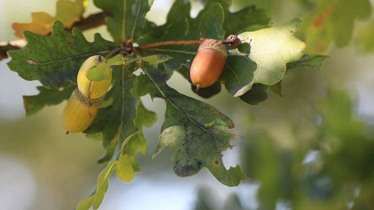 Ek (Quercus spp.) Det finns två arter av ek i Sverige. Ek (skogsek, stjälkek) är den vanligaste. Bergek (druvek) är ganska allmän i Götaland, särskilt i kustområdena.