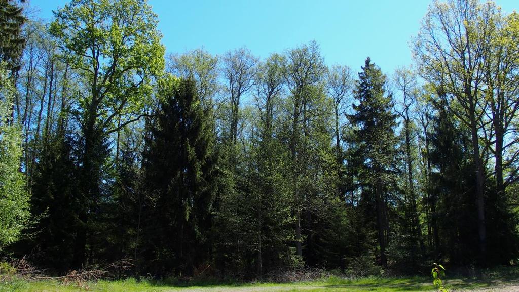 Naturvärdesobjekt 1 Klass 3 Alsumpskog 0,17 ha Område 1 är en avgränsad gles alsumpskog med stor dominans av klibbal med inslag av ädellöv.