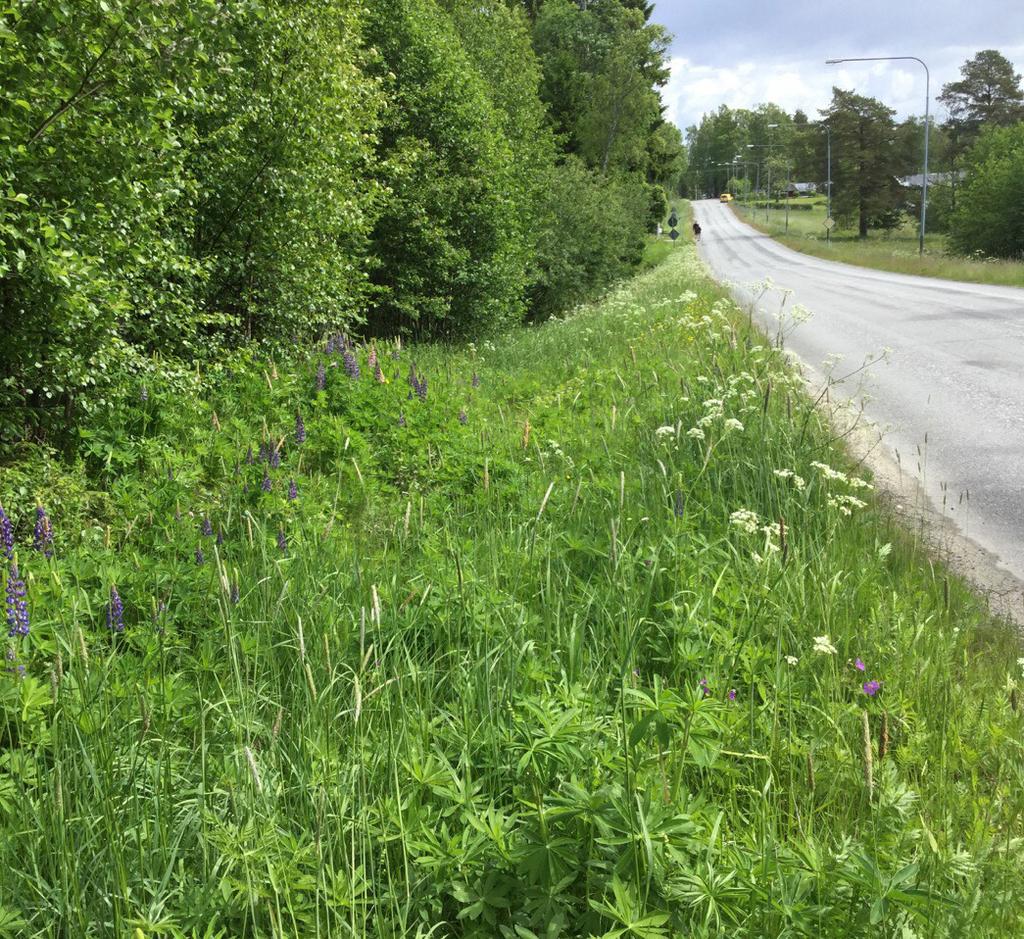 INVENTERING OCH BEDÖMNING AV NATURVÄRDE Skepparvägen -