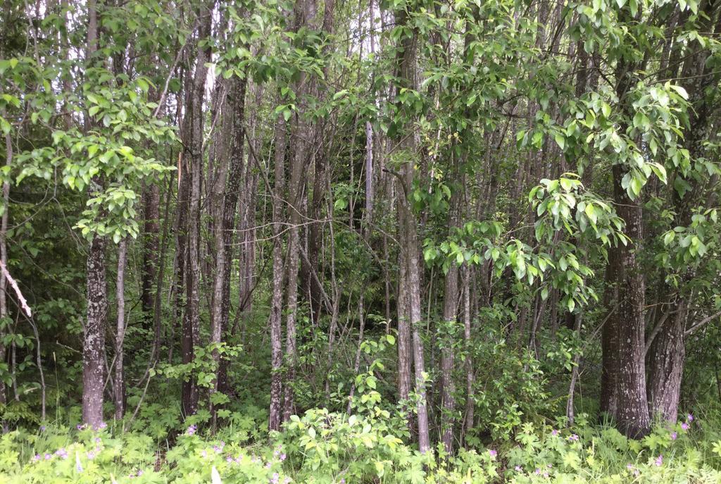 Bilaga 1 Objekt med högre naturvärde I denna bilaga beskrivs de objekt som vid naturvärdesinventeringen bedömdes ha ett högre naturvärde. Objekten redovisas på karta i figur 3.