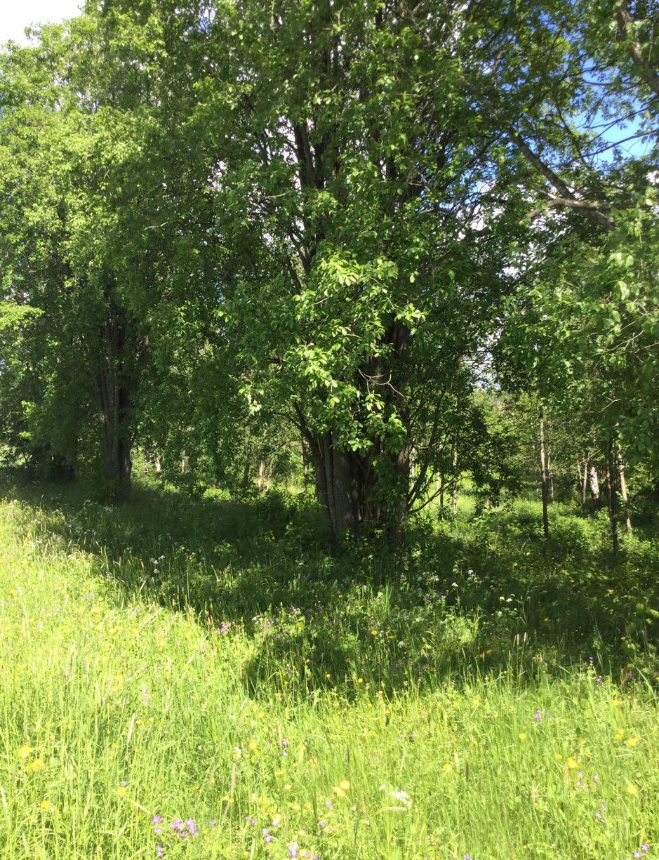 I trädskiktet består av grövre björkar, klenare al, sälg och enstaka rönnar. Liggande död ved förekommer tämligen allmänt.