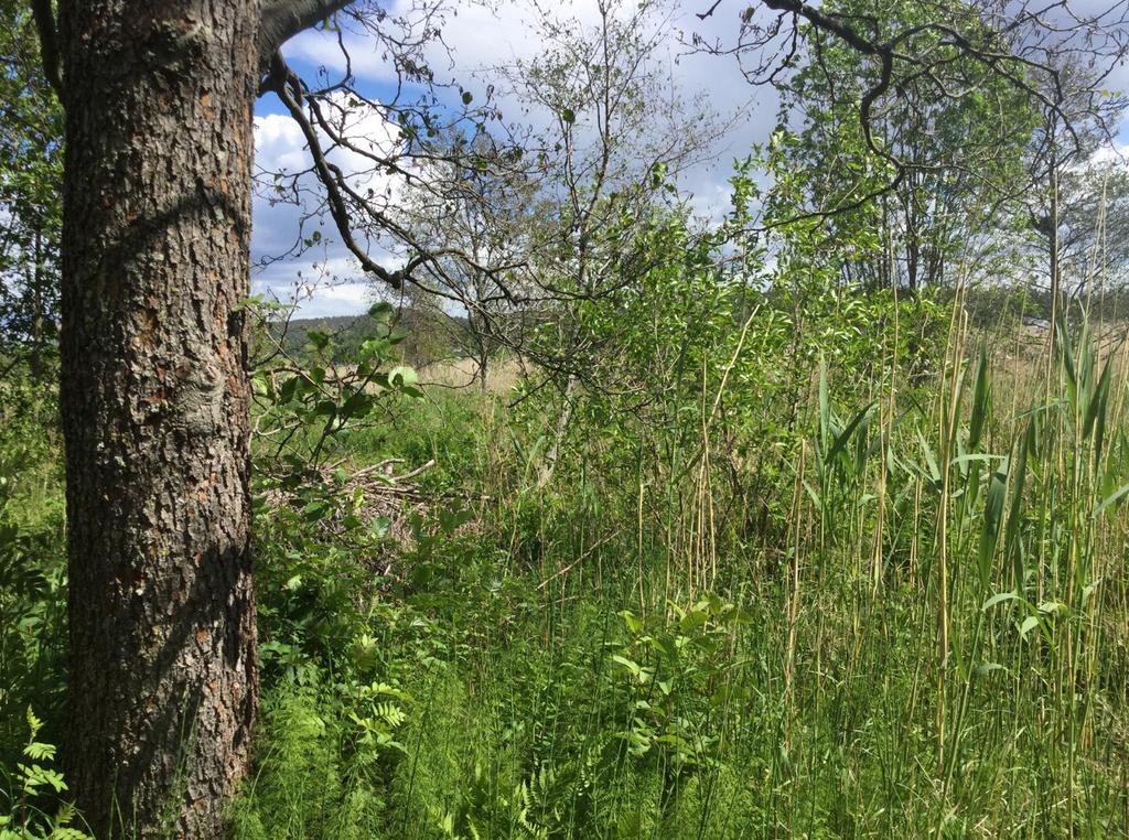 Objekt E Klibbalsbestånd Beskrivning: Objektet består av ett större område i direkt anslutning till strandzon som domineras av klibbal.