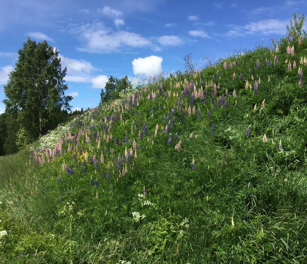 större bukettformiga sälgar. Inga objekt har bedömts hålla naturvärdesklass 2 (högt naturvärde) eller klass 1 (högsta naturvärde).