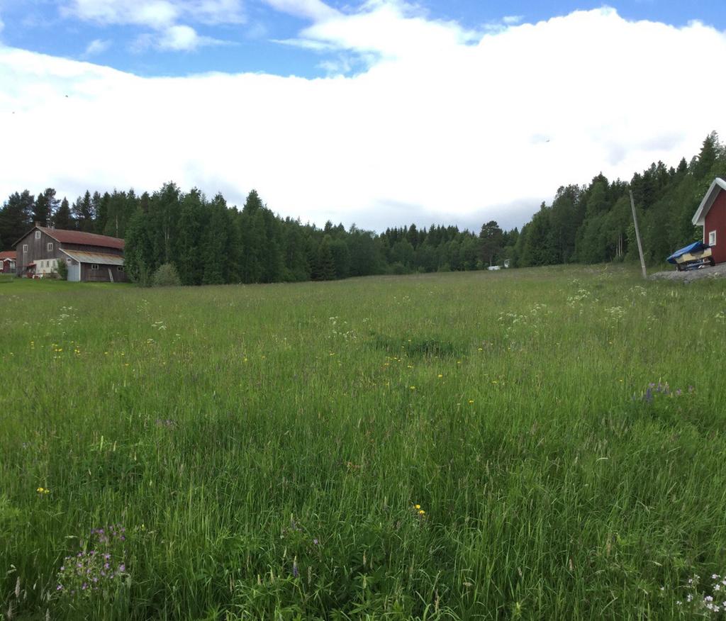 Sammantaget bedöms större delen av det inventerade området hysa någon form av naturvärde.