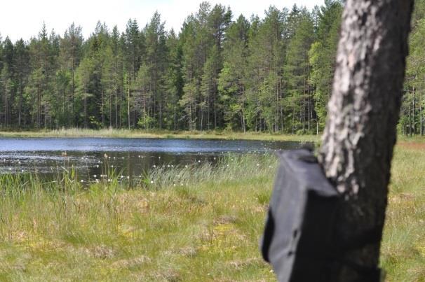 Kort sammanfattat så missgynnas fladdermöss av ren