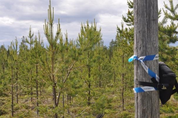 Fladdermöss i relation till vindkraft Det är känt att fladdermöss omkommer vid kollision med landbaserade vindkraftverk (Ahlén 2002), och det är en allmän bedömning