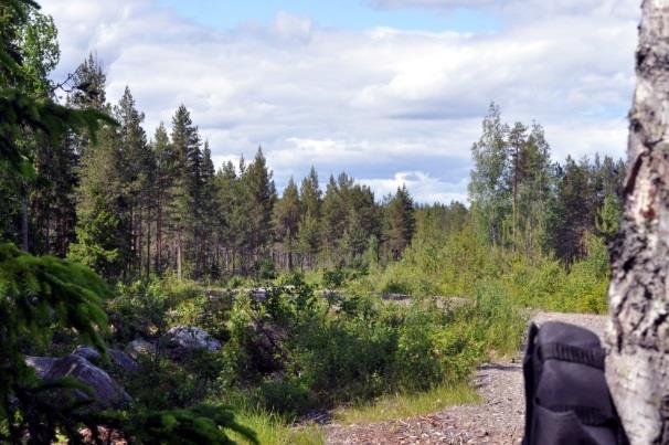kollapsa (Baerwald m fl 2008).