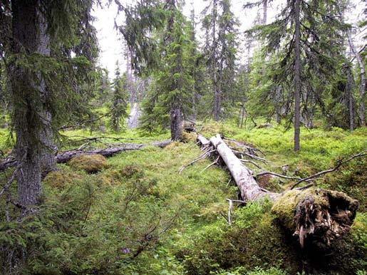 Bild: Granmiljöer med en hög andel död ved hittas främst i anslutning till mer