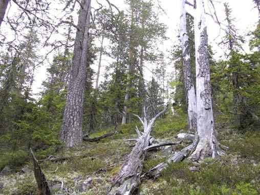 Bilden är tagen strax sydost om Vackerlandberget.
