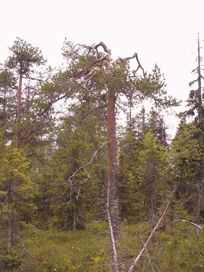 Bilaga till reservatsbeslut 231-967/93 Datum 2007-06-19 Bilagor: 1 Beteckning 512-15223-2006 2402064 SKÖTSELPLAN FÖR