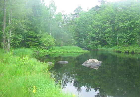 Dnr 577-11784-05 Flygsfors glasbruk och deponi Undersökningar 2006 De höga halterna registrerade i sediment från Ljungbyån uppströms Flygsfors fortsätter utan att avklinga ned till Smedsfors Kvarn