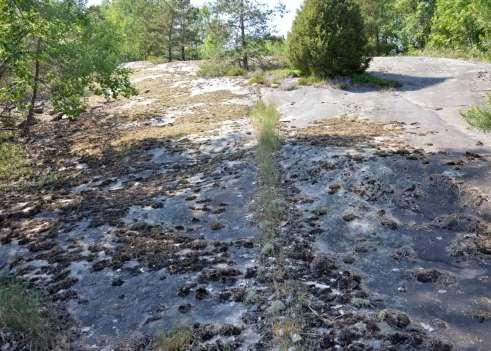 13 Stenbrott Sweref99: 6546208, 294715 Lokalen utgörs av ett äldre stenbrott med väldiga högar stor sprängsten i brottets ytterkanter.