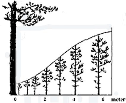 4 Figur 8. Jakobsson (2005) och Jakobsson och Elfving (2004) studerade volymproduktionen i hyggeskanter och på hyggen där man lämnat kvar fröträd under lång tid.
