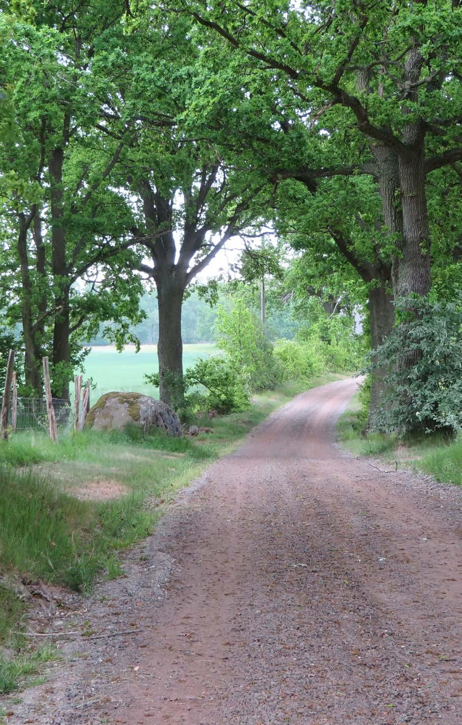 BILDER Odlingslandskap med ekar, grusvägar och