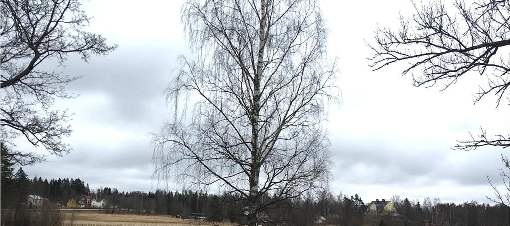 Fastigheten har även stora träd som växer intill vägen.