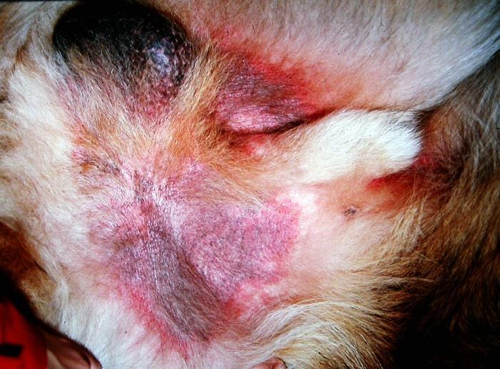 LITTERATURÖVERSIKT Atopisk dermatit på hund Atopisk dermatit (AD) hos hund beskrivs i litteraturen som en multifaktoriell sjukdom både en genetisk åkomma, kronisk sjukdom liksom en allergi.