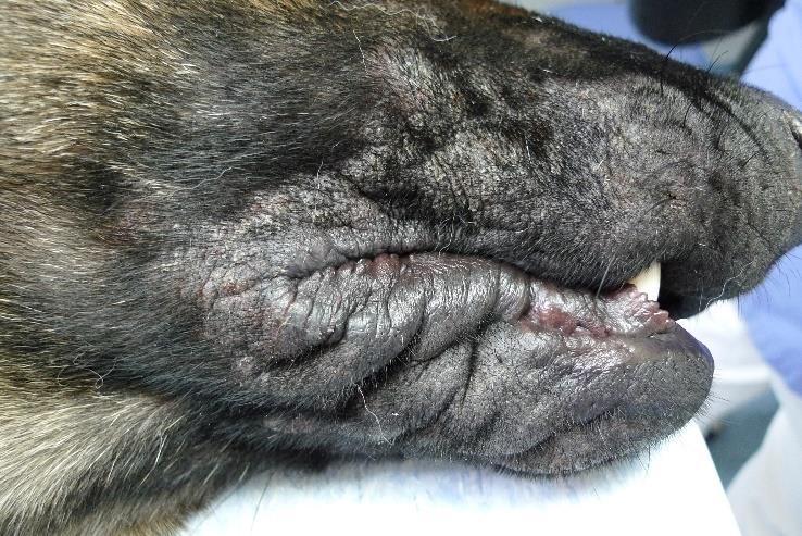 Figur 2. Kroniska utslag på en schäfer med atopisk dermatit. Hunden uppvisar förtjockad hud och alopeci (Foto: Kerstin Bergvall, SLU).