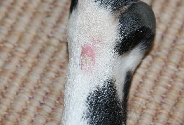 Figur 3. Atopisk dermatit med sekundärinfektion (Foto: Maja Dumat 2015. CC BY 2.