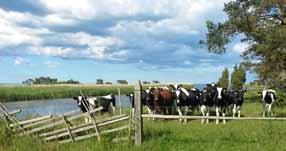 Öppen gård hos Familjen Hägg, Siglajvs Ekologisk mjölk och lammgård onsdagen 25 juli kl.