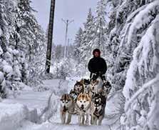 [referens] Kennel Polar Pawprints Ska hunden kunna prestera timme efter timme i extrem kyla så måste fodret hålla högsta klass och en jämn kvalité, säger Tobias och Sara Eliasson på Kennel Polar