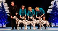 Kennel Jillocs har varit årets uppfödare av dalmatiner de senaste 17 åren. Dessutom årets uppfödare SKK alla raser 2008.