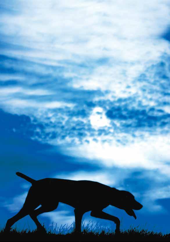 Nordic Delight Högenergi art. 9110 (15 kg) Nordic Delight Högenergi är ett energi- och näringsrikt helfoder för din hund. Fodret är avsett för den aktiva och hårt arbetande hunden.