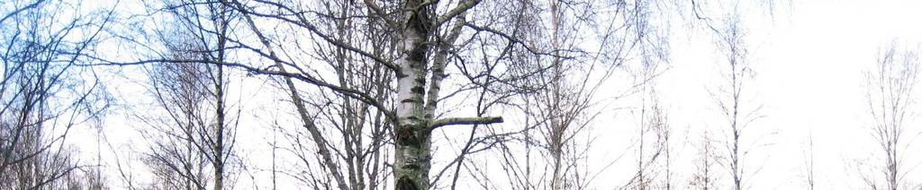 Mark och vegetation På och i anslutning till planområdet finns skog som är utpekad i Länsstyrelsens lövskogsinventering som ädellövskog.