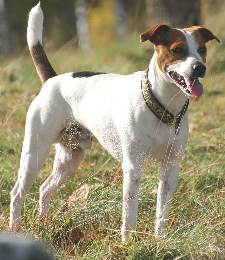 Dagmatte/ Daghusse sökes Det här är Pepper och han är en Dansk-svensk Gårdshund på 5 år, en lugn o stabil liten kille som är van vid barn och vid katter då hans nuvarande dagmatte har både och :)