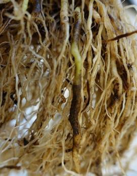 3.1.2 Angrepp på tomat och symptom Vid korkrotsangrepp uppstår skador på tomatplantornas rotsystem vilket leder till ett försämrat upptag av vatten och näringsämnen (Goodenough & Maw 1973).