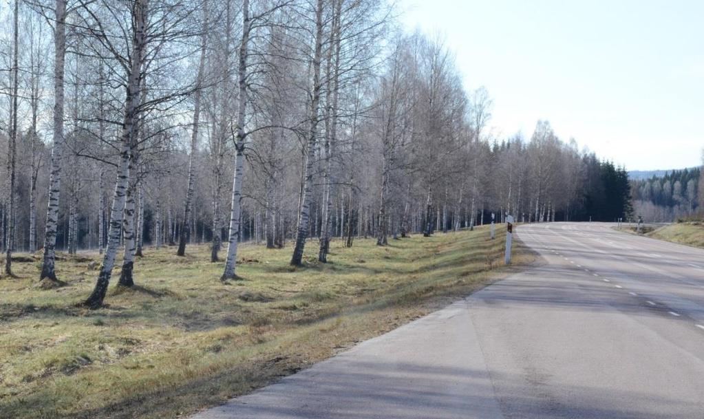 Ett område i södra delarna av Torsby har siktröjts att minska begärligt bete i vägens närområde och då förhoppningsvis också reducera antalet viltolyckor på platsen.