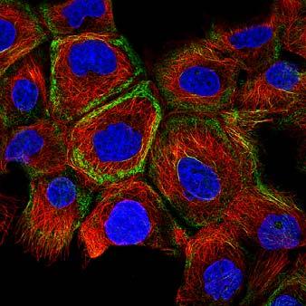 Stanford University School of Medicine, was downloaded 52,900 times in the U.S. and