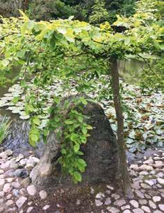 Rhododendronsektionen PROGRAM JULI DECEMBER 2018 FOTO: INGVAR LÖFDAHL Juli ONSDAG 11 JULI KL 18.00 Sommarfest Vår traditionella och mycket uppskattade sommarfest.