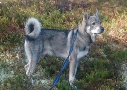 Page 12 Västernorrlands ÄK - Älghunds-SM 2018 Siljan Skog -