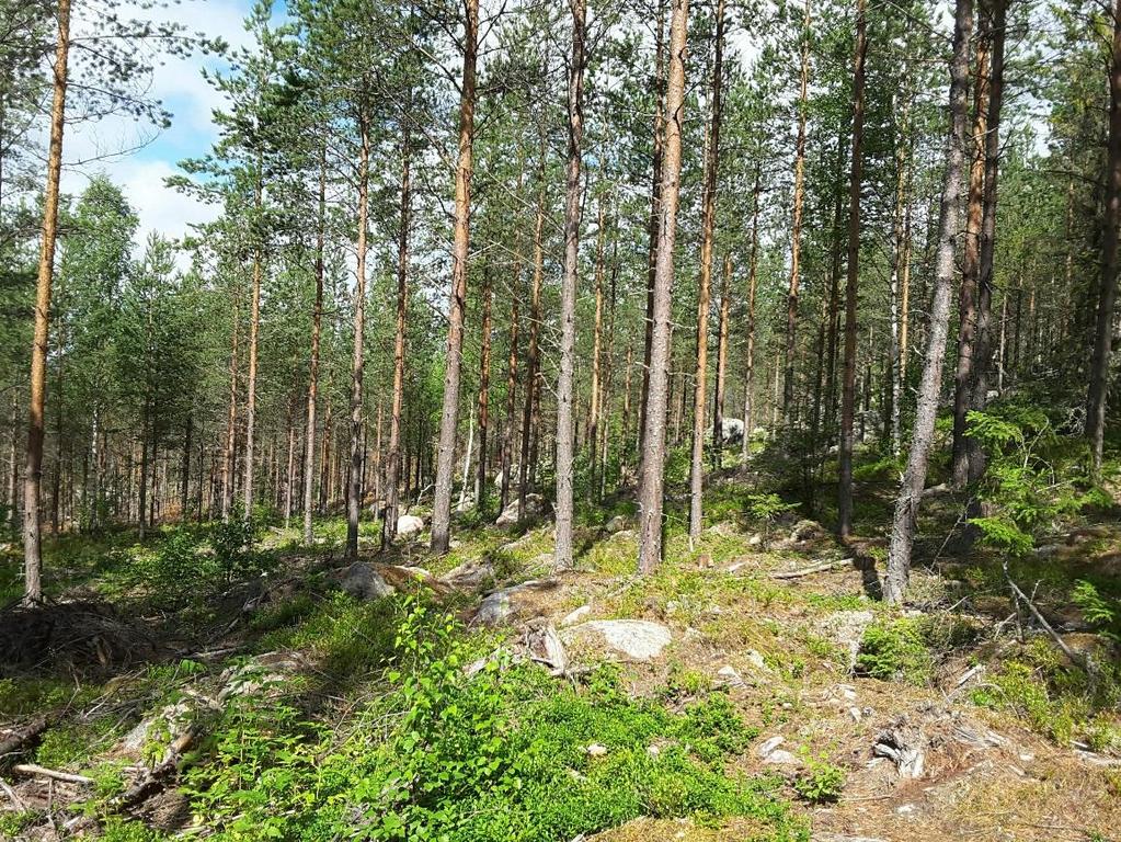 Figur 6. Lokala markförhållanden, lokalisering 3.