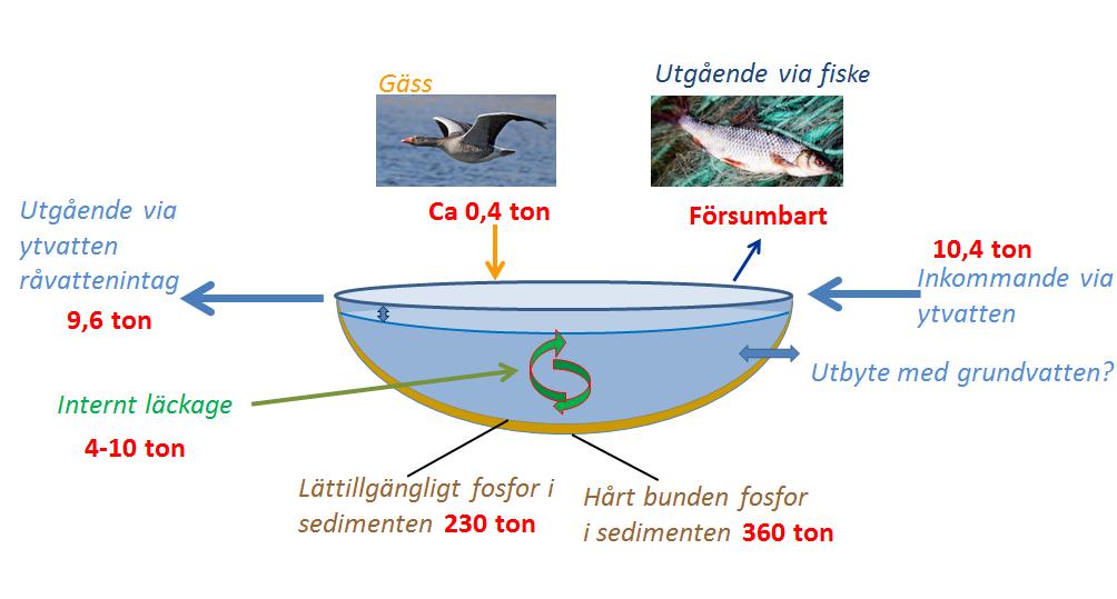 Vidare har även en uppskattning gjorts av hur mycket fosfor som tas ur sjön via fångad fisk.