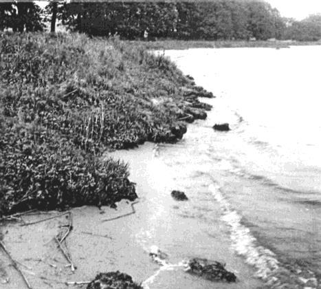 Dessutom sammanfattas alla de vegetationsinventeringar som beskrivs nedan. De växtinventeringar och karteringar som gjorts i Vombsjön är: 1901. Trybom T. & Nordqvist O.
