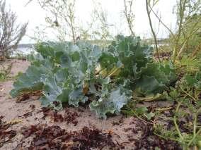 Ytan indelas i olika zoner (hydro-, geo- och supralittoral) utifrån indikatorarter och strukturer.