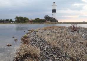 saltnarv, men också domineras av gräs, ris, mossor eller