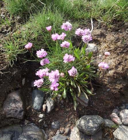 MOTH Demon stration of an integrated North-European system for Monitoring Terrestrial Habitats 15 Variationskoefficient 1,0 0,8 0,6 0,4 0,2 0 9180 9190 9180 9190 9160 9130 9020 9110 9130 9110 0 1000